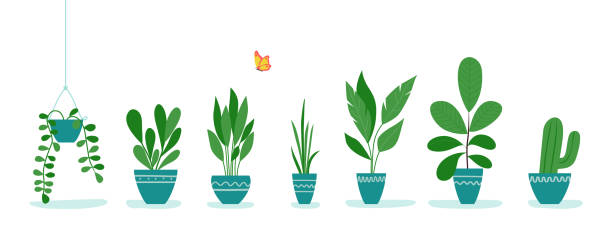 냄비에 사무실 식물의 집합입니다.  벡터 평면 스타일 일러스트 - office background stock illustrations