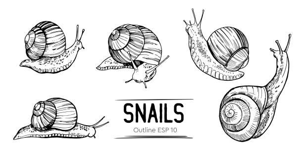 Set of outlines snails. Hand drawn illustration converted to vector  snail stock illustrations