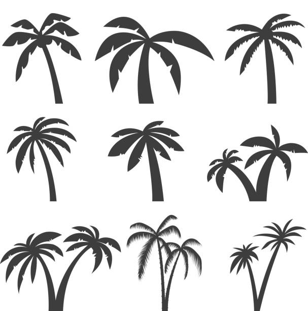 stockillustraties, clipart, cartoons en iconen met set van palm boom-iconen geïsoleerd op een witte achtergrond. ontwerpelementen voor label, symbool, teken, menu. vectorillustratie. - palmboom
