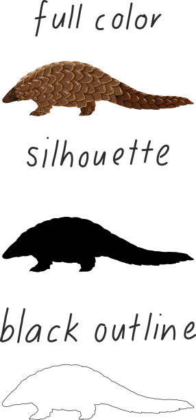 Set of pangolin in color, silhouette and black outline on white background Set of pangolin in color, silhouette and black outline on white background illustration pangolin stock illustrations