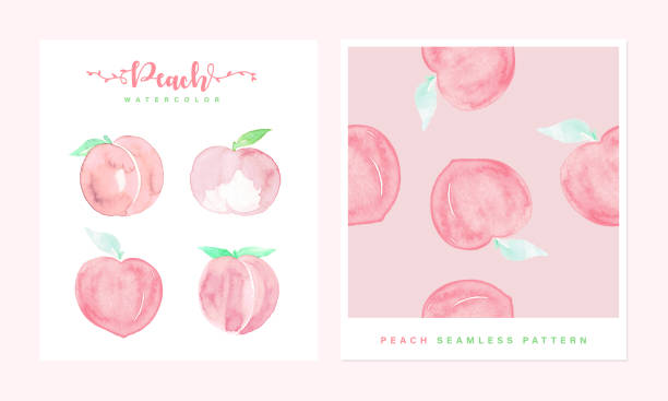 Set of Peach watercolor hand painted vector art illustration
