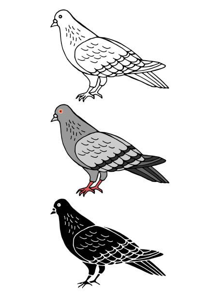 stockillustraties, clipart, cartoons en iconen met set van duif vogel dierlijke hand getrokken vector illustratie ontwerp - duif