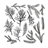 Set of pine tree branches. Ink illustration.  Black silhouettes isolated on white background. Vector spruce branches.