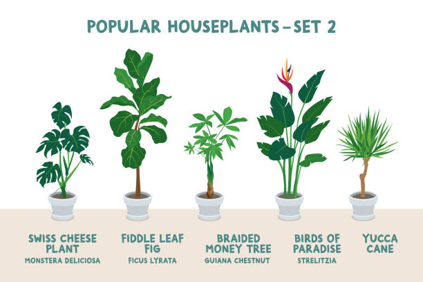 Set of Popular Indoor Houseplants in White Pots - Set 2 graphic illustrations of five common houseplants in white planters ( swiss cheese plant, fiddle leaf fig tree, braided money tree, birds of paradise, yucca cane) bird of paradise plant stock illustrations