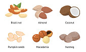 Collection set of different types of nuts. Pumpkin seeds, macadamia, nutmeg, brazil nut, almond, coconut. Isolated vector icon illustration on white background in cartoon style