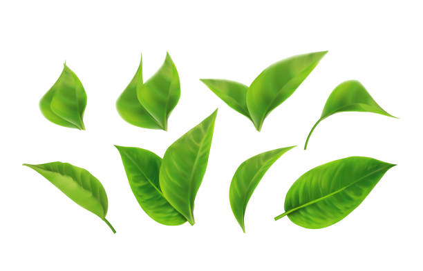 현실적인 녹색 나뭇잎 컬렉션의 집합입니다. 봄.디자인, 광고, 포장 제품 흰색 배경 3d 그림을위한 요소 - 잎 stock illustrations