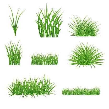 set of realistic summer green grass elements. lawn and bunches. isolated on white background