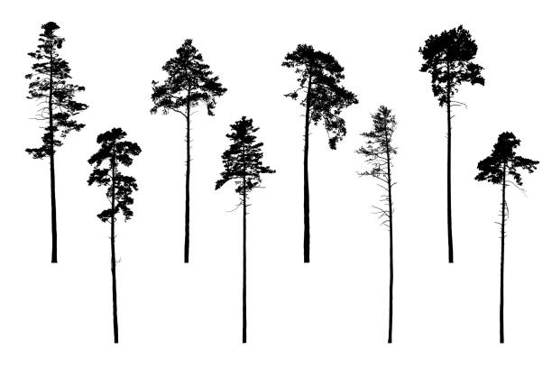 Set of realistic vector silhouettes of coniferous trees - isolated on white background Set of realistic vector silhouettes of coniferous trees - isolated on white background forest drawings stock illustrations