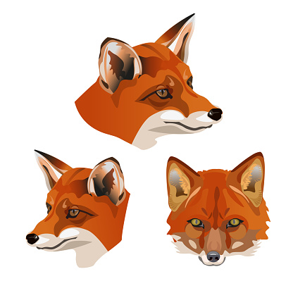 Set of red fox heads