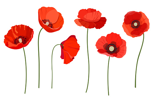 Set of red poppies on white background