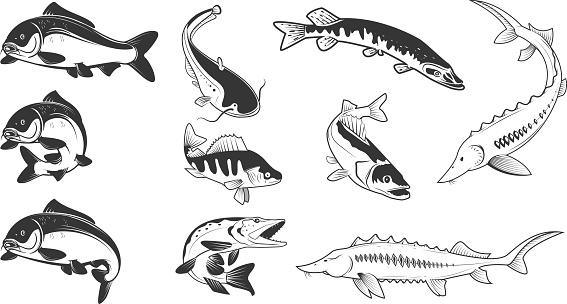 Download Set Of River Fish Marks River Carp Stock Illustration ...