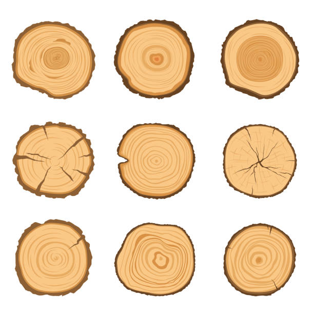 stockillustraties, clipart, cartoons en iconen met set van ronde dwarsdoorsneden van een boom met een verschillende belpatroon geïsoleerd op een witte achtergrond. vectorillustratie - boomstam