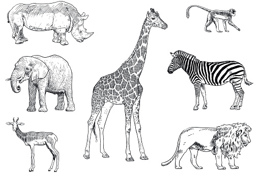 Set of safari animals vector drawings. Monkey, rhino, elephant, impala, giraffe, zebra and lion