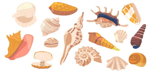 illustrations, cliparts, dessins animés et icônes de ensemble de coquillages et de coquillages de plage d’escargots marins, de palourdes et de conques, de mollusques, de crustacés, de pétoncles et de coquillages, de nautilus - bulots