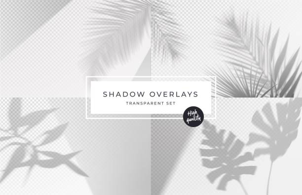 シャドウ背景オーバーレイのセット。現実的な影のモックアップシーン。熱帯の葉の透明な影。ベクトルの図 - ヤシの木点のイラスト素材／クリップアート素材／マンガ素材／アイコン素材