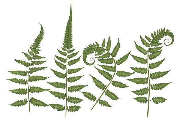Set of silhouettes of a green forest fern isolated on white background. Vector Set of silhouettes of a green forest fern isolated on white background. Vector illustration fern stock illustrations
