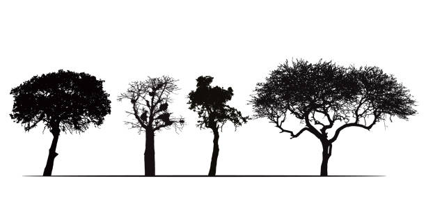 ilustrações de stock, clip art, desenhos animados e ícones de set of silhouettes of african trees, isolated on white background - vector - tanzania object