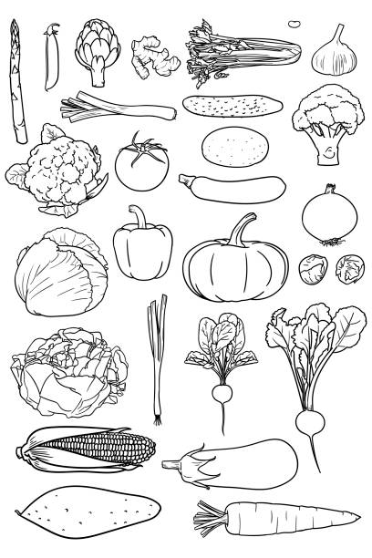 Set of simple drawings of vegetables good for coloring books Vector drawings of various veg. There is asparagus, peas, artichoke, ginger, celery, bean, garlic, leek, cucumber, potato, broccoli, cauliflower, tomato, courgette, onion, cabbage, pepper, pumpkin, brussels sprouts, lettuce, spring onion, radish, beetroot, corn, eggplant, sweet potato and carrot tomato cartoon stock illustrations