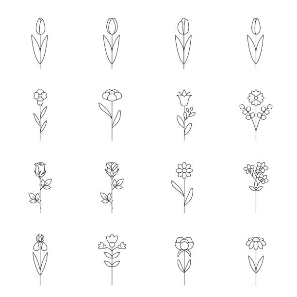 stockillustraties, clipart, cartoons en iconen met reeks enige vlakke dunne lijnbloemen: roze, tulp, iris, kamille, orchidee, pioen. inzameling van bloem lineair pictogram in eenvoudig minimaal ontwerp. - knop plant stage