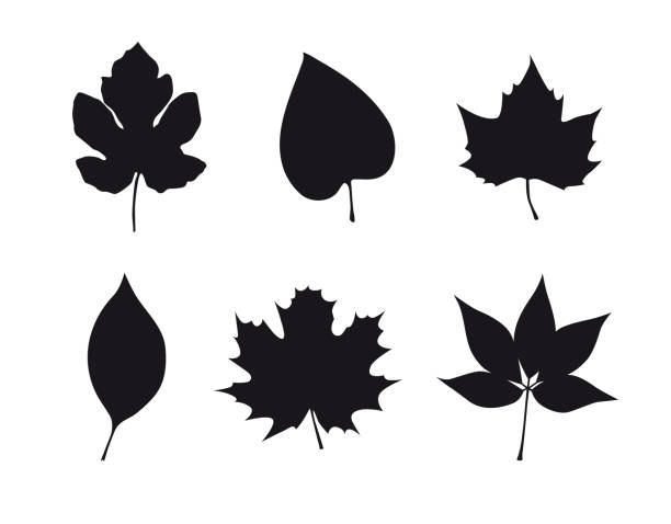 set of six autumn leaves autumn leaves icons paper silhouettes stock illustrations