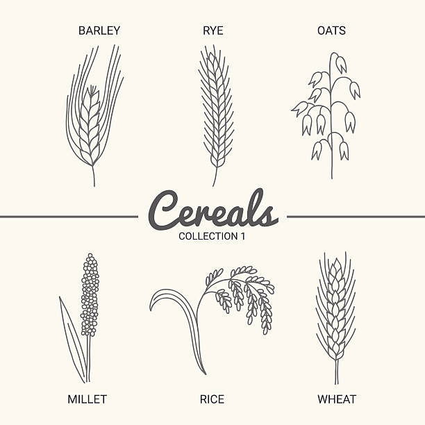 Set of six cereals Barley, rye, oats, millet, rice and wheat in vintage style. Contour drawing vector illustration plant stem stock illustrations