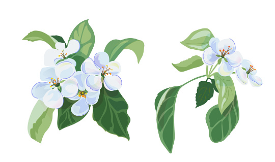 Set of spring blossom - bunch of white apple tree flowers, close-up bloom. Gentle light floral bluish bouquet with green leaves. Digital illustration in watercolor style for design, vector