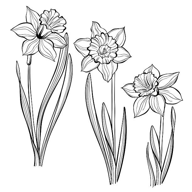 Line Drawing Daffodil : Royalty free daffodil clip art vector images