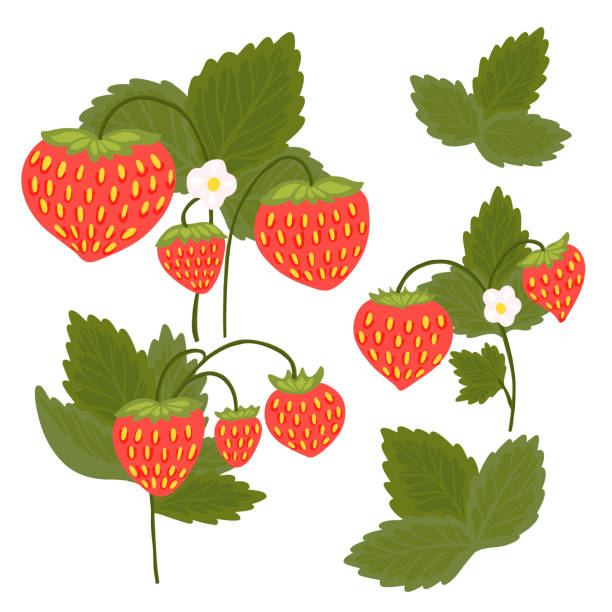 The Postcard Store Postcard Strawberries Best Of British 