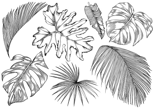 Set of stylized tropical leaves.