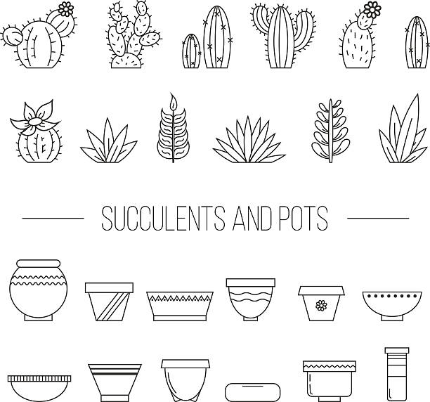 Set of succulent plants, cactuses and pots. Set of succulent plants, cactuses and pots. Linear botanical vector elements. cactus drawings stock illustrations