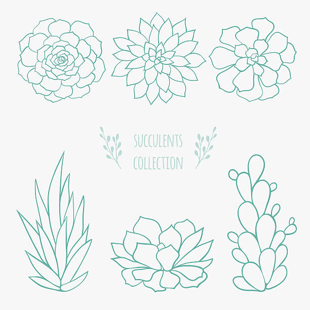 set of succulents collection of six different hand drawn succulent plants succulent plant stock illustrations