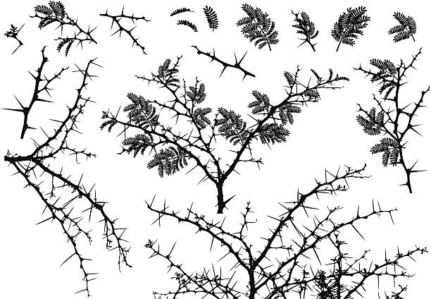 Set of thorns from Africa Vector Silhouettes of various African Acacia branches with leaves and thorns thorn stock illustrations
