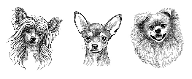 A set of three portraits of cute puppies or dogs. Black and white sketch in the style of hand-drawn graphics with a pen