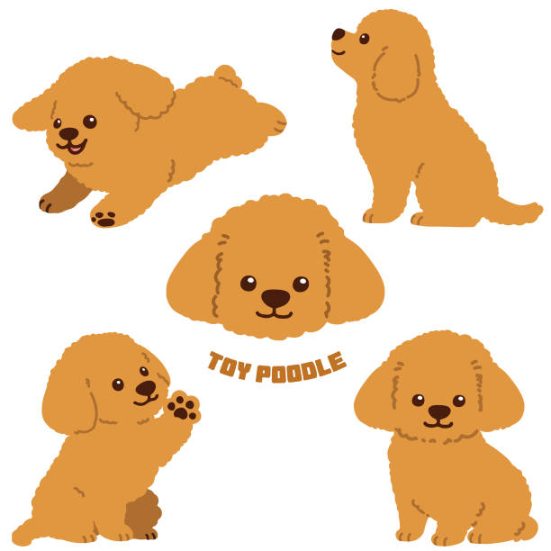 Set of Toy Poodle puppy illustrations Illustrations of adorable brown Toy Poodle puppy. poodle stock illustrations