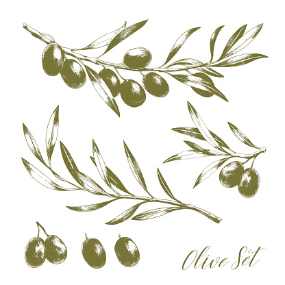Set of tree branches with leaves and black olives.
