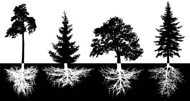 bildbanksillustrationer, clip art samt tecknat material och ikoner med uppsättning av träd med rötter, vektor silhuett. tall, gran, gran, skogsträd, ek - spruce plant