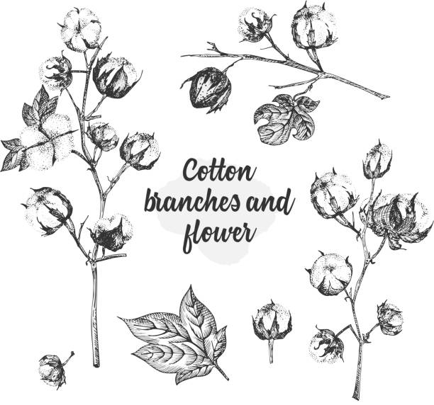 Set of twigs, flowers and leaves of a cotton plant. Hand-drawn sketch botanical illustration. Engraving style. Black and white illustration. Set of twigs, flowers and leaves of a cotton plant. Hand-drawn vintage sketch botanical illustration. Engraving style. Pure organic eco herbs Black and white vector isolated on white backgound. cotton stock illustrations