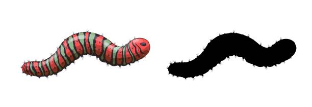 Set Of Two Caterpillars - A Red Caterpillar With Green And Black Stripes And Spikes And Its Black Silhouette