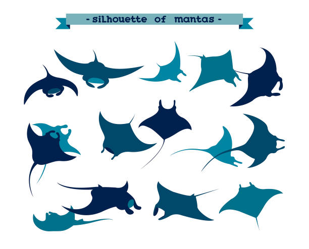 Set of underwater manta ray Vector illusrtation with silhouette of manta ray on a white background. Set of underwater animal - mantas. manta ray stock illustrations