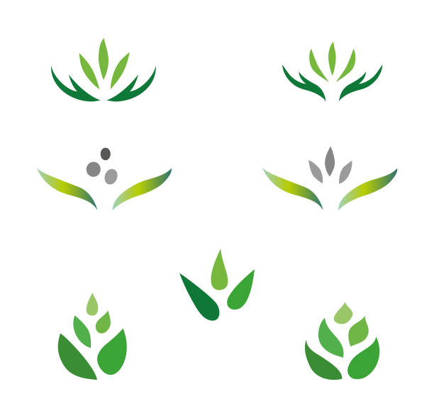 Set of Various floral fresh green logo sign lotus buds leaf Identity vector art illustration