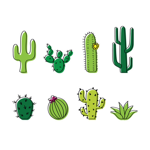 Set of vector cacti, cactus doodle illustration Collection of cacti, line drawing with colour. Fun cartoon doodle of cactus plants on white background. Desert plant, western and Mexican theme. cactus drawings stock illustrations