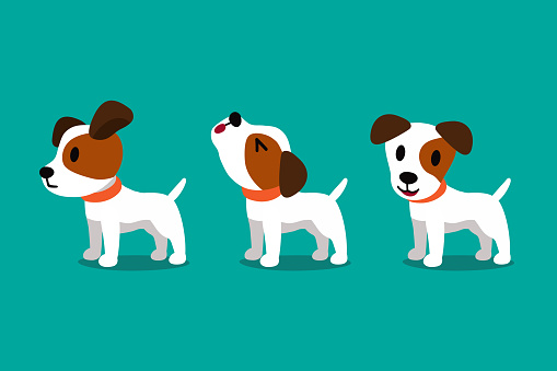 Set of vector cartoon character cute jack russell terrier dog poses