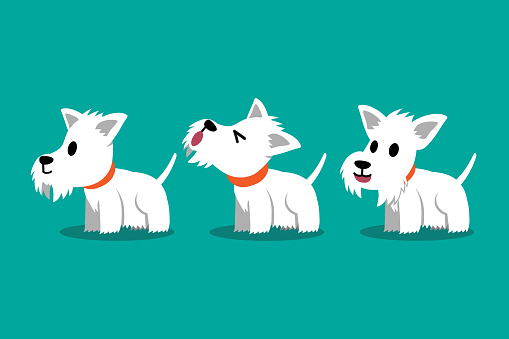 Set of vector cartoon character white scottish terrier dog poses
