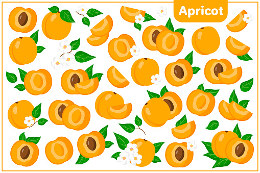 Set of vector cartoon illustrations with Apricot exotic fruits, flowers and leaves isolated on white background