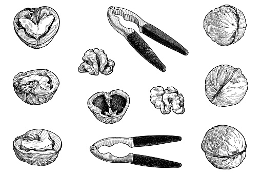 Set of vector drawings of walnuts and nutcrackers