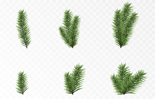 Set of vector fir branches. Spruce branches, pine, spruce. Christmas decorations.