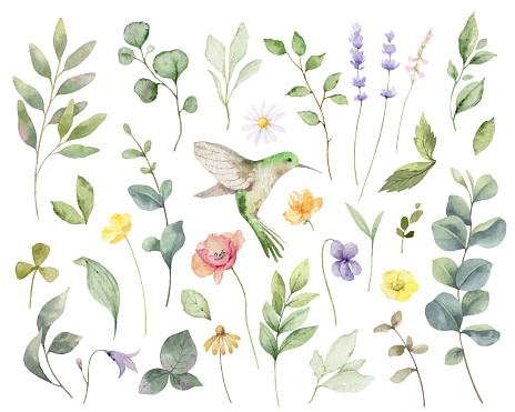 A set of vector hand painted watercolors with herbs, flowers and a hummingbird isolated on a white background.