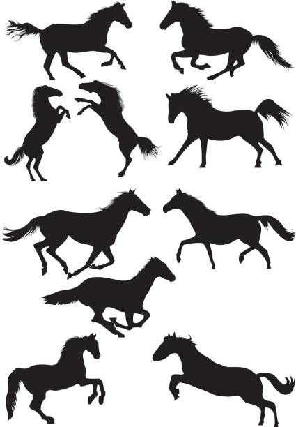Set of vector horse silhouettes. Running, galoping and jumping horses. Set of vector horse silhouettes. Running, galoping and jumping horses. Vector illustration mustang stock illustrations