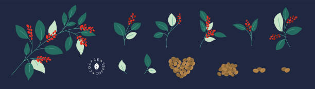 stockillustraties, clipart, cartoons en iconen met set of vector illustration of coffee tree branches with berries and roasted coffee beans - africa cup