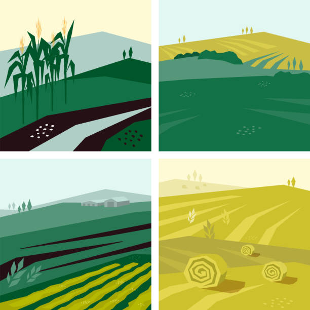 Set of vector illustrations of agricultural fields Vector illustrations with farm land, corn or crop field, hayfield and agricultural building. Set of agri backgrounds. Design with landscape for agriculture or farming. Backdrops for flyer, banner, web agricultural field illustrations stock illustrations